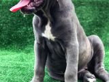 Üst Sevi̇ye Dev Cane Corsa Yavrulari