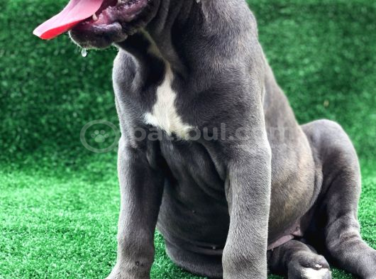Üst Sevi̇ye Dev Cane Corsa Yavrulari görsel