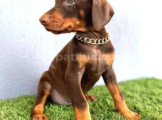 2 Aylik Sadik Bodyguard Doberman Yavrularim görsel