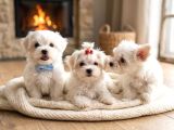 Core Teacup Maltese Bebekler