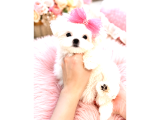 Core Teacup Maltese Bebekler