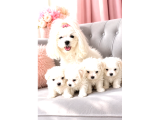 Core Teacup Maltese Bebekler