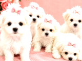 Core Teacup Maltese Bebekler