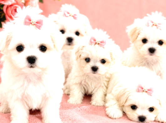 Core Teacup Maltese Bebekler görsel