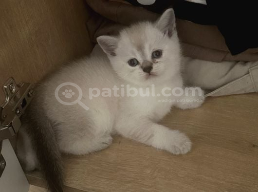 British Shorthair Blue Point 1 Buçuk Aylık Yavrular