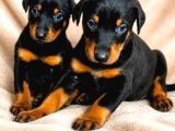 2 Aylik Sadik Bodyguard Doberman Yavrularim