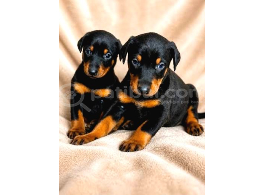 2 Aylik Sadik Bodyguard Doberman Yavrularim