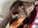 2 Aylik Sadik Bodyguard Doberman Yavrularim