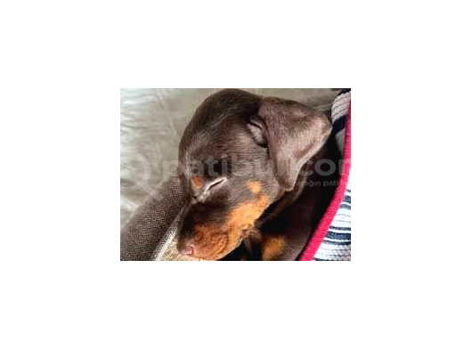 2 Aylik Sadik Bodyguard Doberman Yavrularim görsel