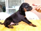 2 Aylik Sadik Bodyguard Doberman Yavrularim
