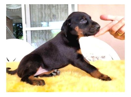 2 Aylik Sadik Bodyguard Doberman Yavrularim görsel
