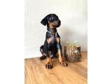 2 Aylik Sadik Bodyguard Doberman Yavrularim