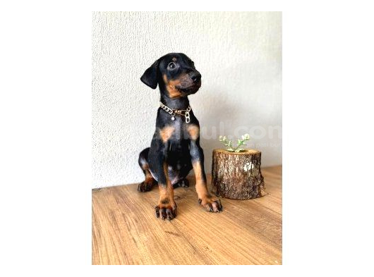 2 Aylik Sadik Bodyguard Doberman Yavrularim görsel