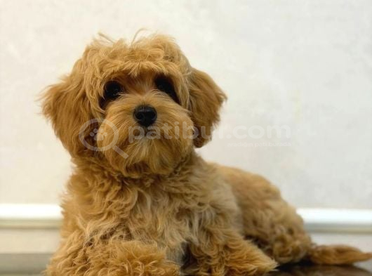 RED TOY POODLE SEVİMLİ YAVRULAR