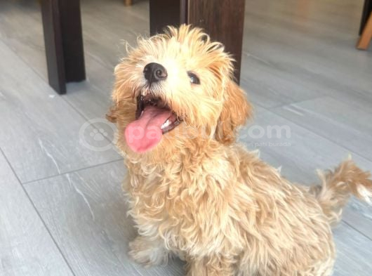 Yavru dişi Maltipoo İzmir