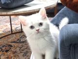 Boncuk Gözlü Bebekler Teslime Hazır