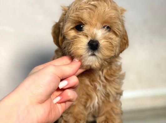 MALTİPOO CİNSİ YAVRULAR EV ÜRETİMİ