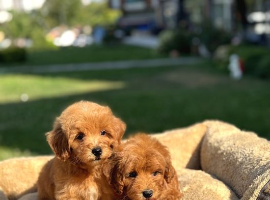 BEBEK YÜZLÜ MALTİPOO YAVRULARIMIZ A KALİTE