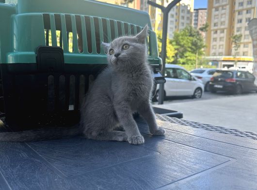 Aşırı Oyuncu Çok Güzek British Shorthair Yavrumuz görsel
