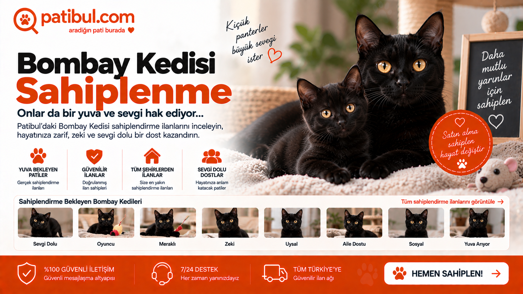 Bombay Kedisi yavru sahiplenme ve sahiplendirme ilanları Bombay Kedisi Görseli