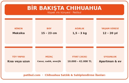 Chihuahua köken, boy, ağırlık, yaşam süresi, tüy, mizaç, fiyat ve uygunluk bilgileri