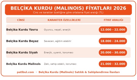 Belçika Kurdu yavru, yetişkin, çalışma hattı ve siyah Groenendael bireyler için 2026 fiyat aralıkları
