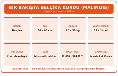 Belçika Kurdu köken, boy, ağırlık, yaşam süresi, tüy, mizaç, fiyat ve uygunluk bilgileri