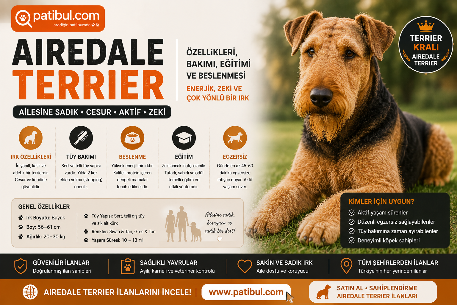 Airedale Terrier Görseli