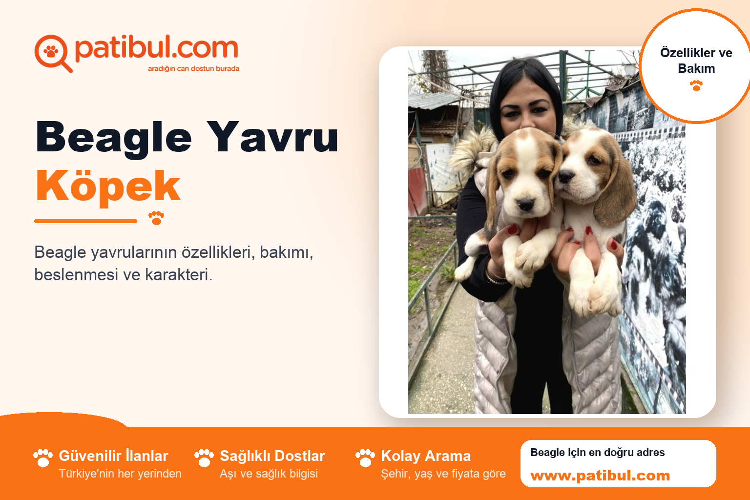 Beagle Yavru Köpek | Patibul Beagle Yavru Köpek
