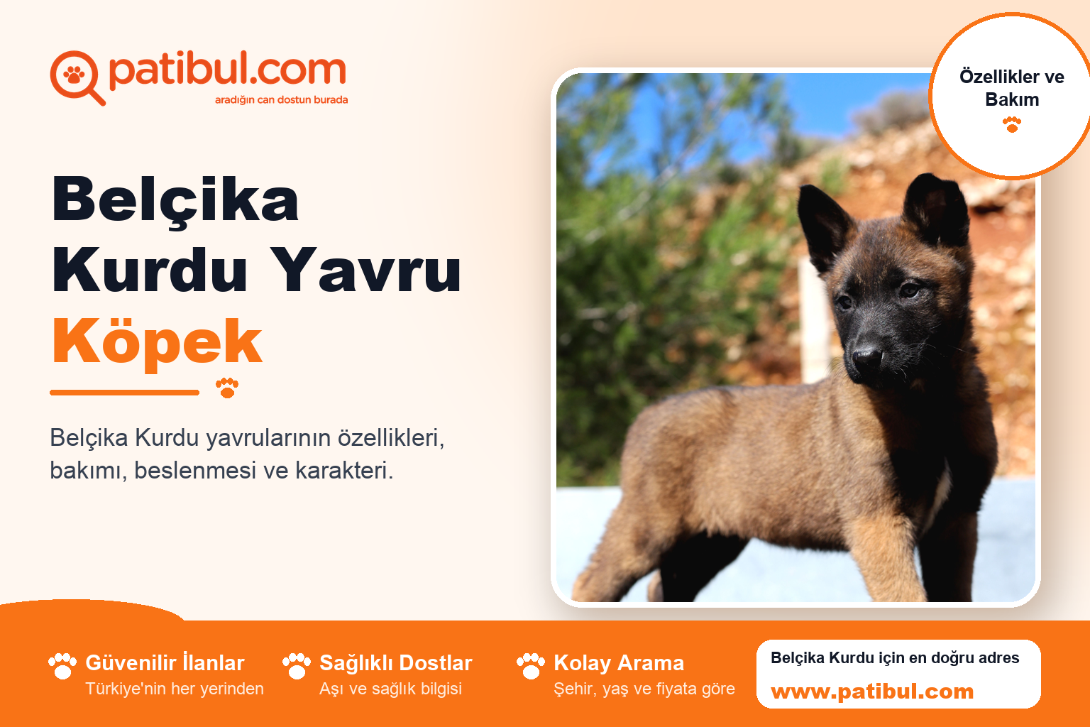 Belçika Kurdu Yavru Köpek