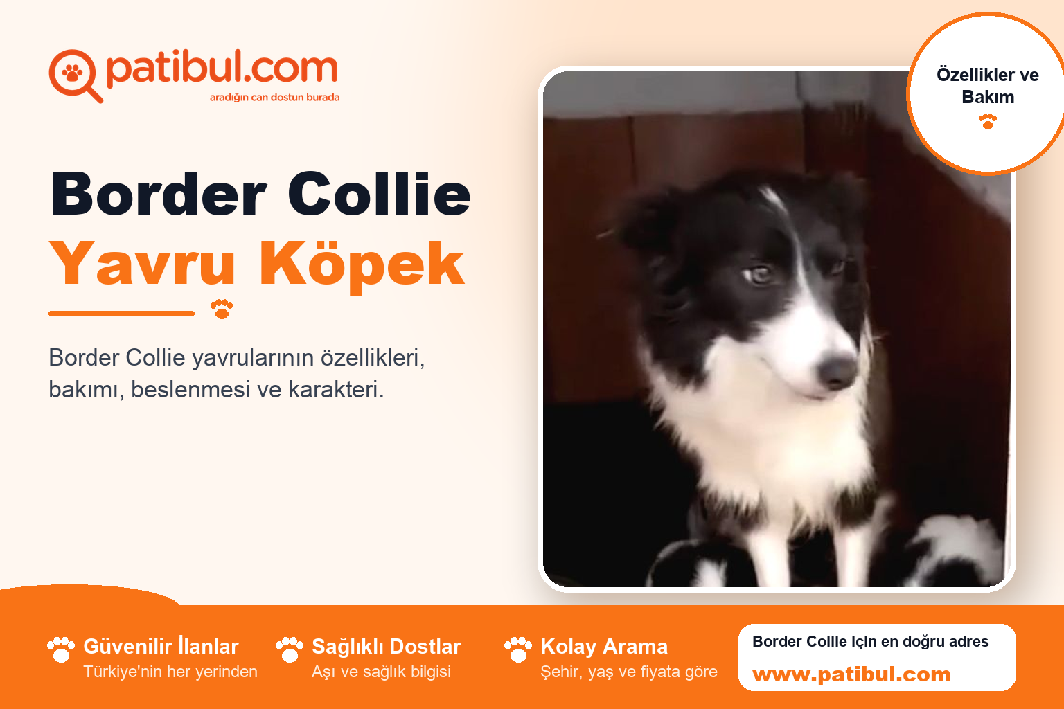 Border Collie Yavru Köpek | Patibul Border Collie Yavru Köpek