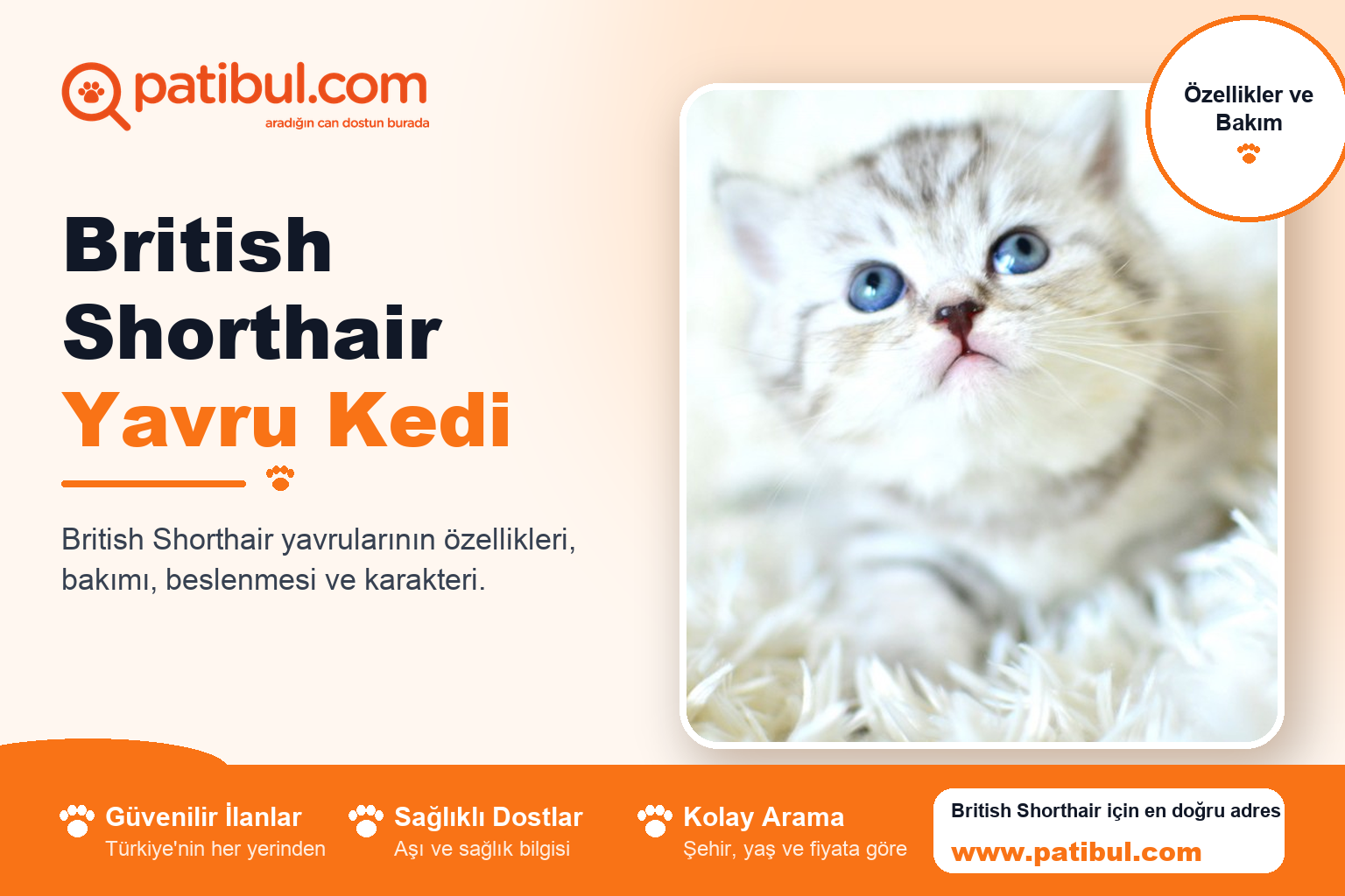 British Shorthair Yavru Kedi