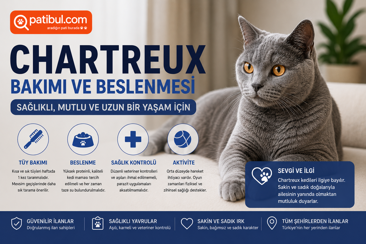 Chartreux Bakımı ve Beslenmesi Chartreux Görseli