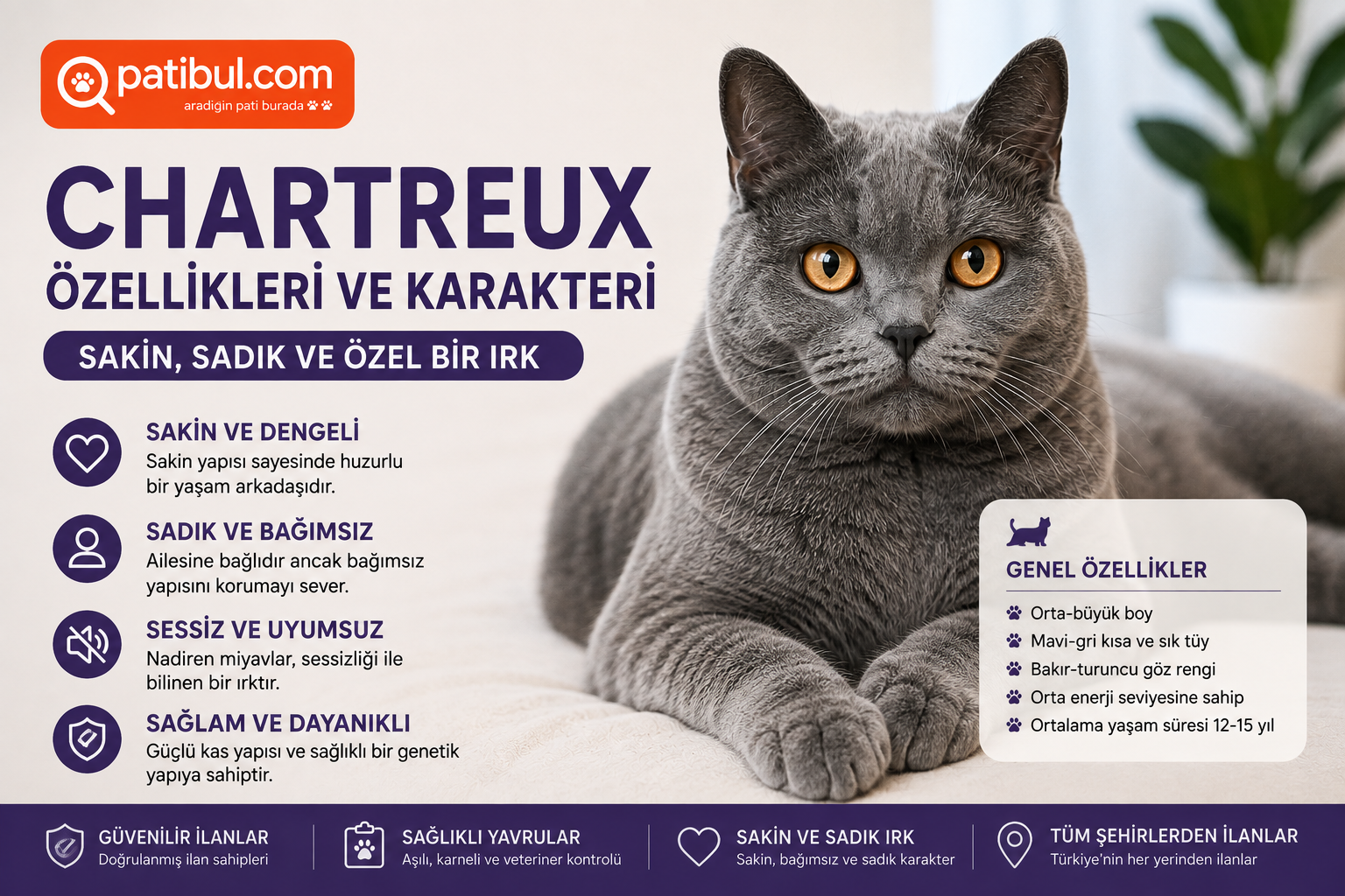 Chartreux Özellikleri ve Karakteri Chartreux Görseli