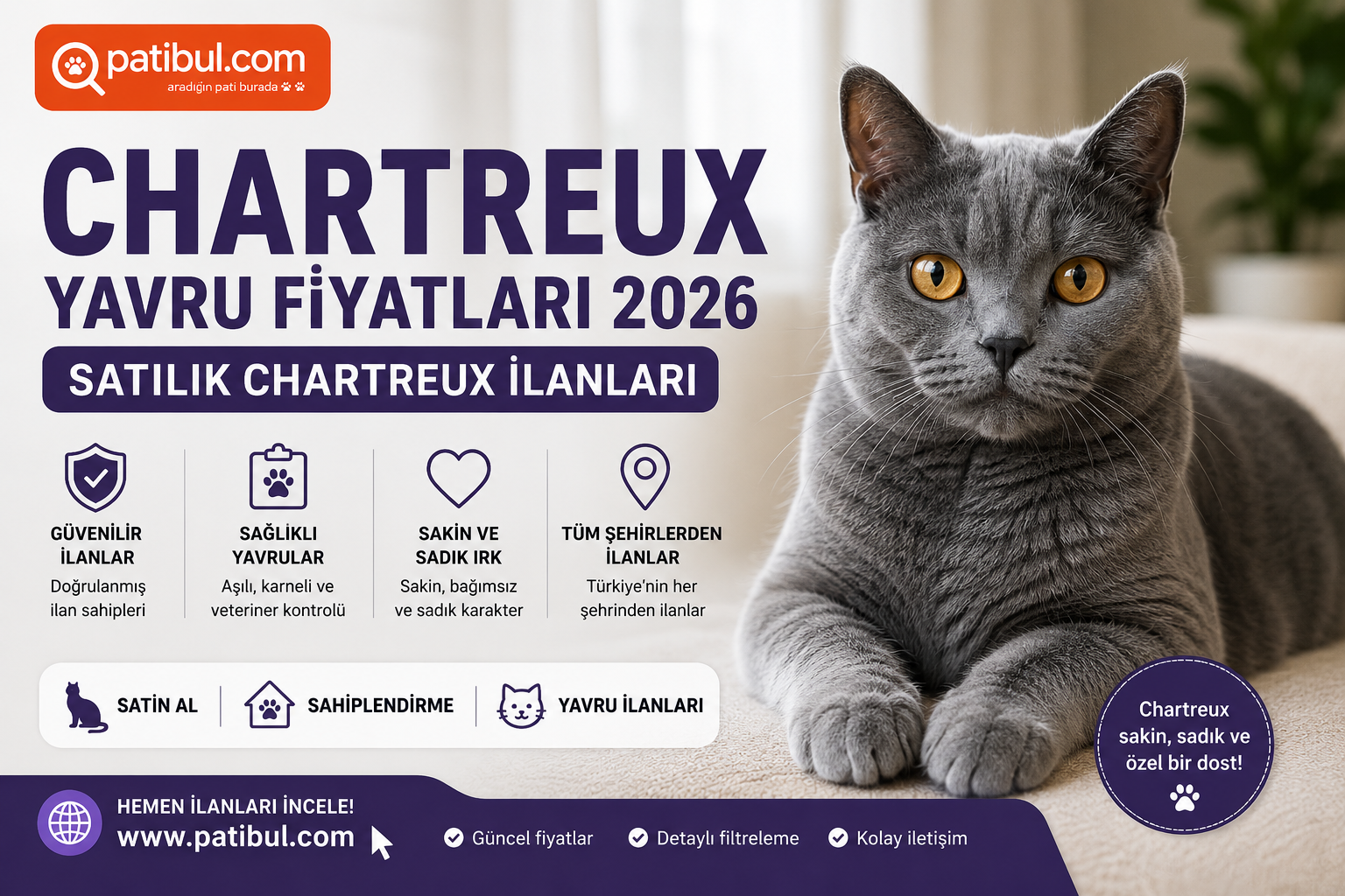 Chartreux Yavru Fiyatları 2026 Chartreux Görseli