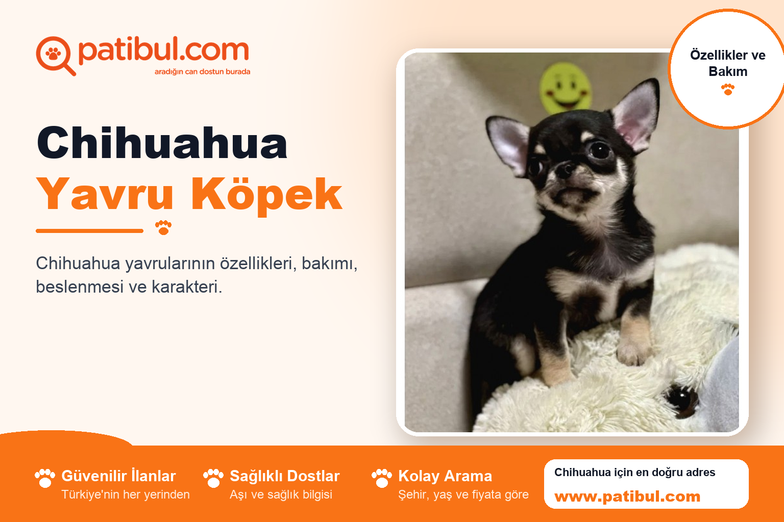 Chihuahua Yavru Köpek | Patibul Chihuahua Yavru Köpek