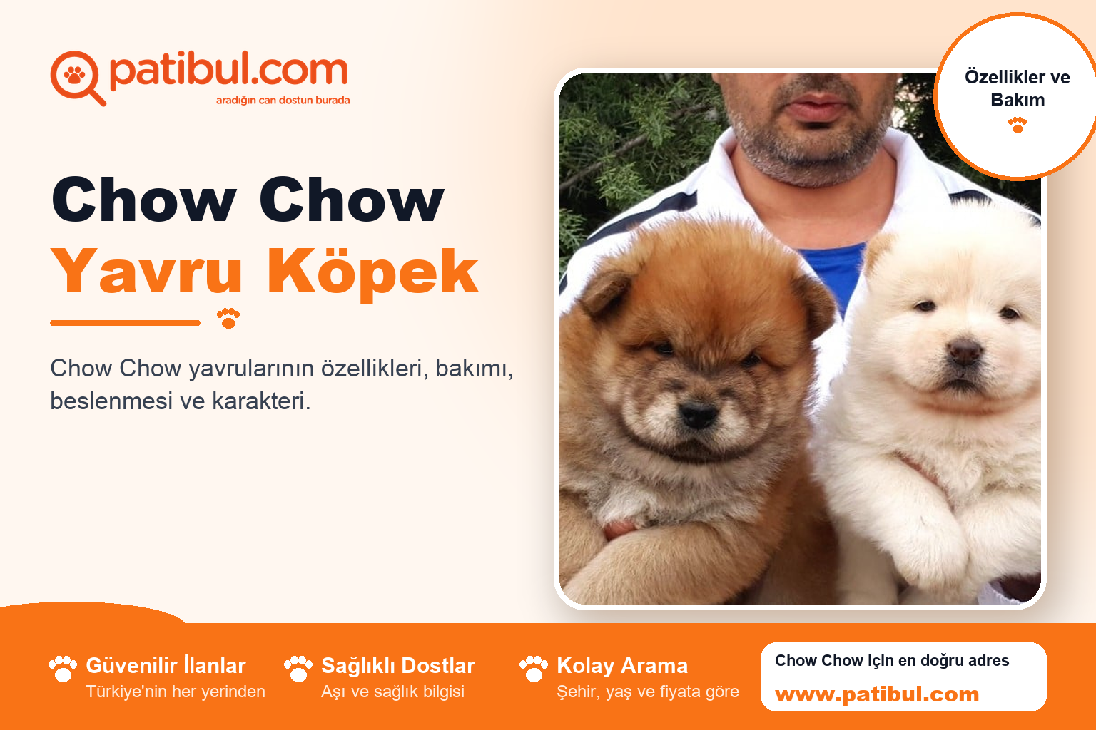 Chow Chow Yavru Köpek | Patibul Chow Chow Yavru Köpek