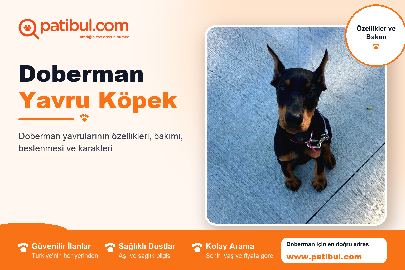 Doberman Yavru Köpek