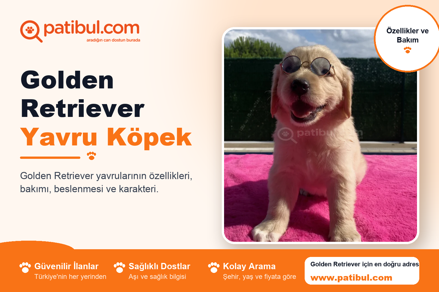 Golden Retriever Yavru Köpek | Patibul Golden Retriever Yavru Köpek