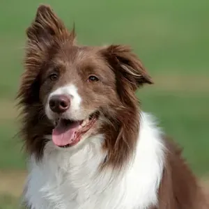 Border Collie yavru