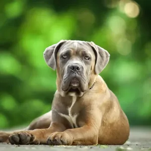 Cane Corso yavru