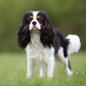 Cavalier King Charles yavru