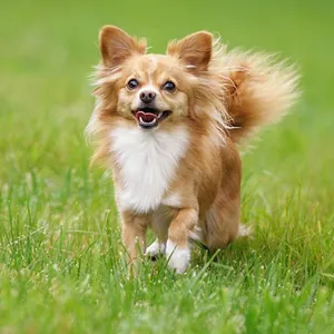 Chihuahua (Şivava) yavru