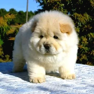 Çin Aslanı (Chow Chow) yavru