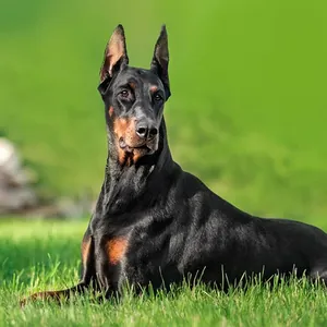 Doberman yavru
