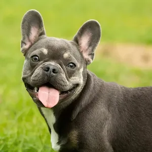 French Bulldog yavru