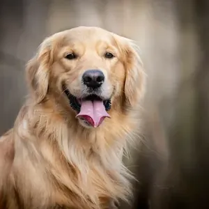 Golden Retriever yavru