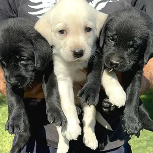 Labrador Retriever yavru