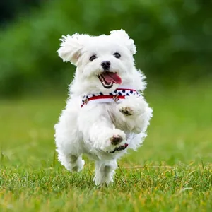 Maltese Terrier yavru
