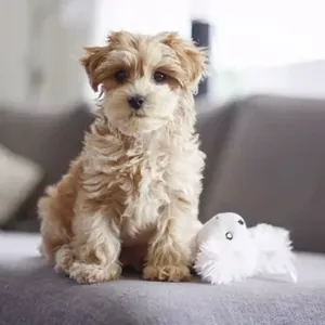 Maltipoo yavru